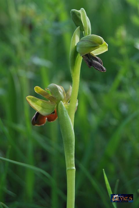 ophrys  fusca.JPG